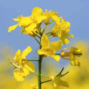 Canola Performance Trials